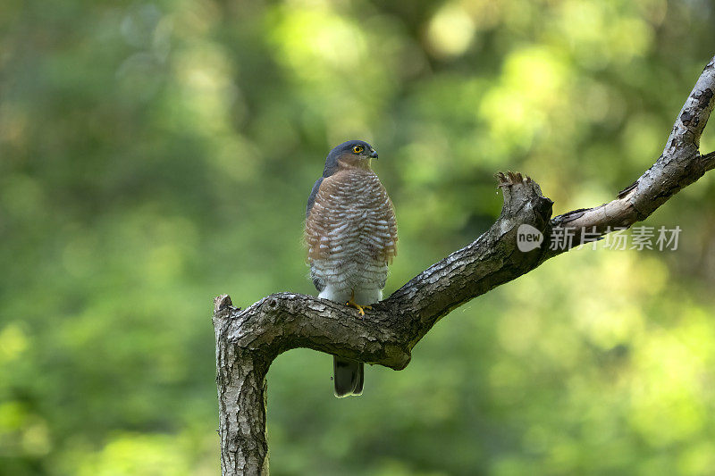 雄性欧亚雀鹰(Accipiter nisus)